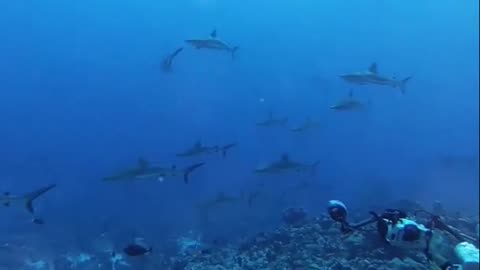 Discover the Blue Shark the Ocean's Elusive Phantom