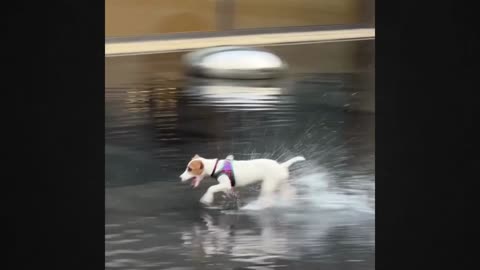 Incredible Dog Walking on Water!