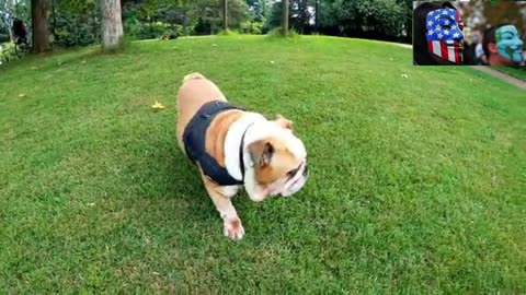 Dog Breeds - Bulldog - The Ultimate Guide to Bulldogs_ Everything Revealed!