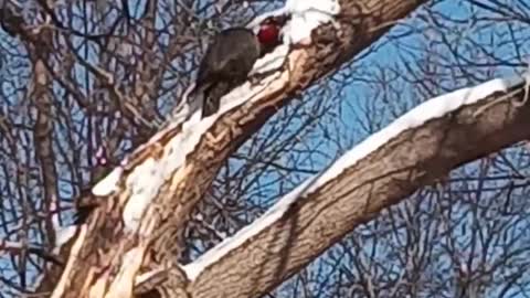 Red Headed Woodpecker