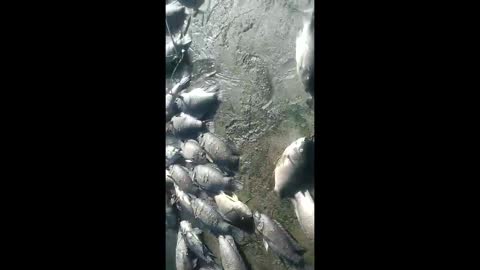 Hundreds of dead fish were found in Isipingo