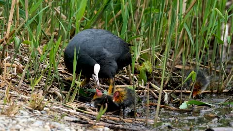 gull-bird-water-bird-web-lake-