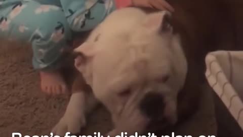 Little Girl And Her Bulldog Are Helping Each Other Grow Up | The Dodo