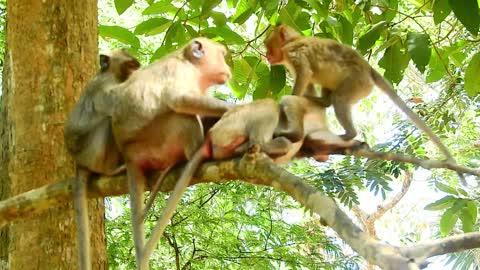 Real Funny animals# group monkey take care new baby monkey#88# love animals