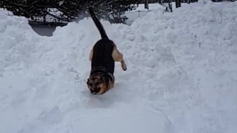 Collab copyright protection - german sheperd jump snow up nose