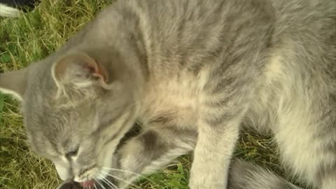 A cat lies in the meadow and cleans itself while birds chirp in the background