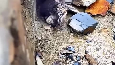 A baby pallas cat was rescued and nurtured by kind people