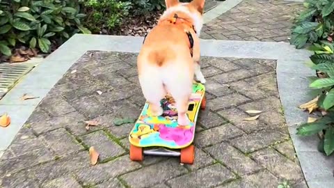 Skate Corgi Conquers Staircase