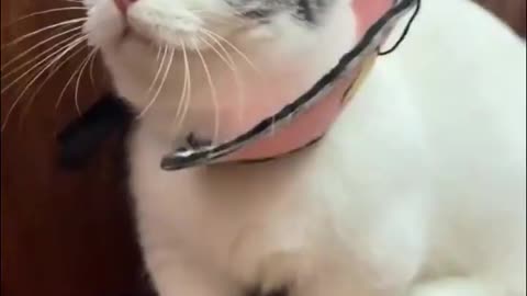 So cute cat short video.