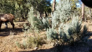 Elk Sparing in Pine, Arizona