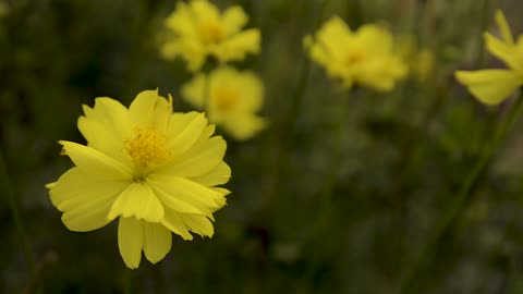 Beautiful Flowers and natural beauty