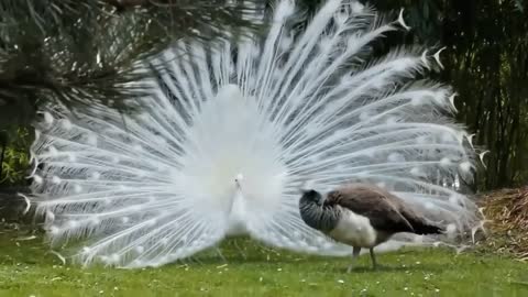 Beautiful peacock in garden