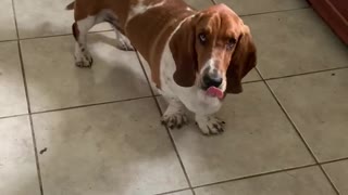 Basset catching treat