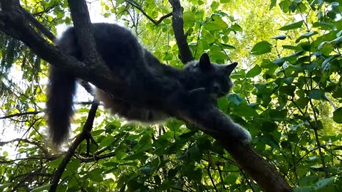 The wonderful kitty Tema is so cute resting on the tree branch🐱🌿