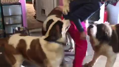 Saint Bernards Overwhelm Mom With Love