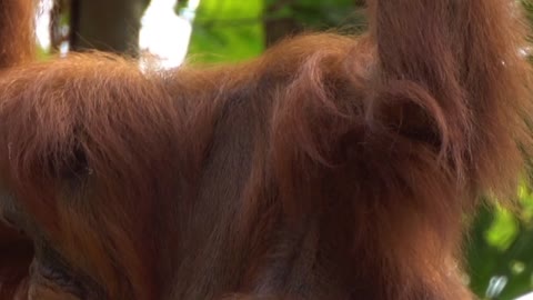 Orang Utan Video complication #shorts