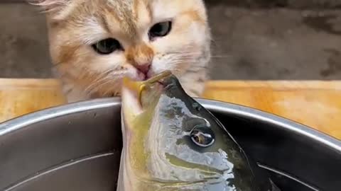 The cat licked the oxygen-starved fish