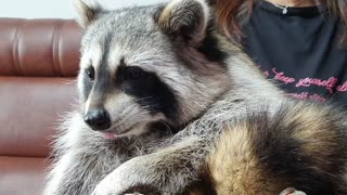 While eating tangerines, Raccoon frowns at the tangerine peel and refuses.