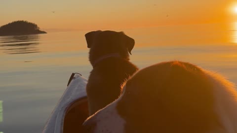 A Couple of Pups Go Kayaking