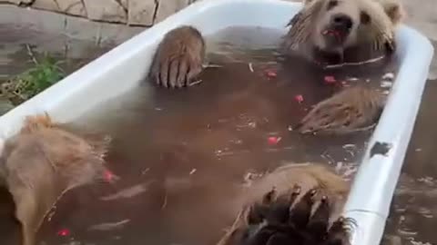 Bear injoy in water