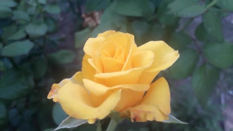 Normal yellow rose