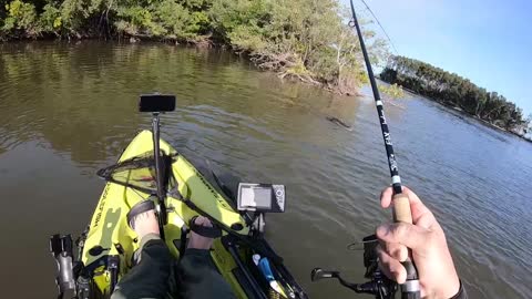 Big Snook vs Alligator in Mosquito Lagoon