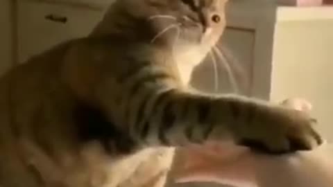 Funny cats playing 😅😅 most funniest cat 😘😂