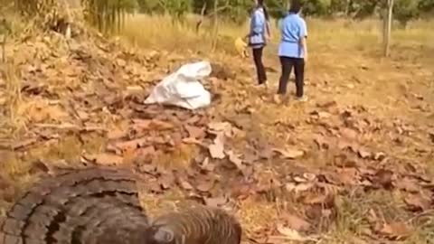 WATCH : Bird With A Neck Like A Snake 😮.