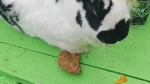 Rabbit mom giving birth to 1 baby bunny