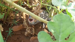 Chameleons in cyprus