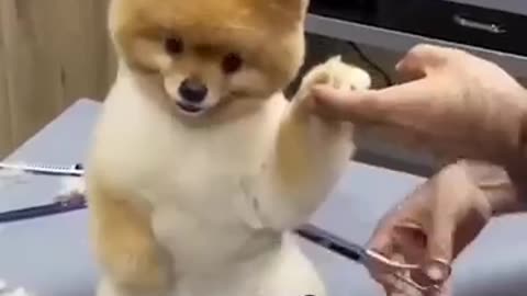 Dog hair cutting video