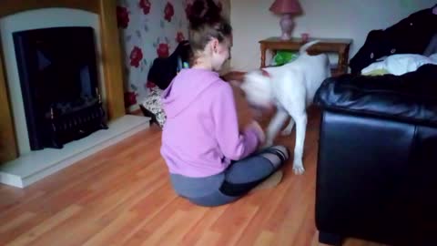 CUTE BIG DOG DECIDES TO SWEEP THE FLOOR WITH HIS OWNER!