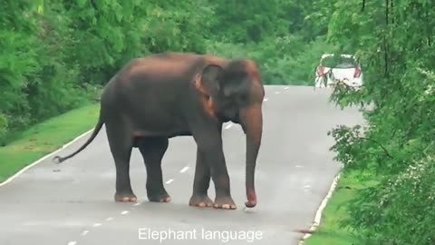 Sri Lanka Wild Elephant Attack | Unbelievable Moment _ Wild Elephant Surprise Attack Van In Wild