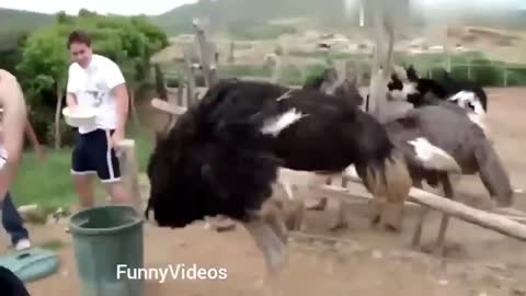 Funny animals video compilation 2021