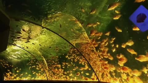 It's a dreamy, mysterious tunnel in the aquarium