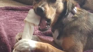 Marvel puppy devouring rawhide