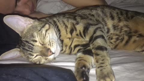 Bengal Cat Sleep Talks