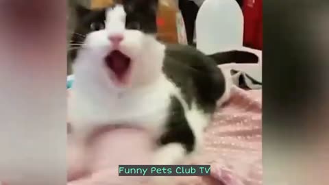 Funny Animal Videos 🤣 Funniest Cats and Dogs Videos 2024 😅