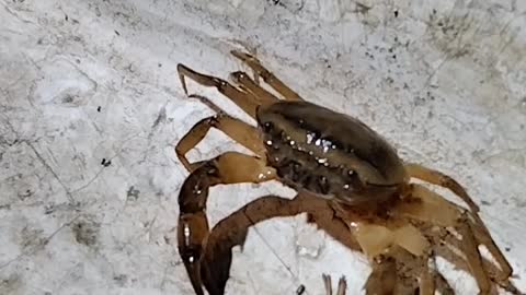 Indian small crab video || small crab catching video ||