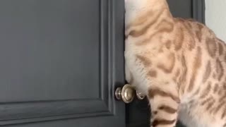 Smart Kitty