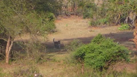 African Leopard Roams the Lands of Mpala For Food - Live Camera Highlight_Cut.mp4