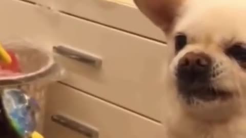 cute and funny pets try not to laugh