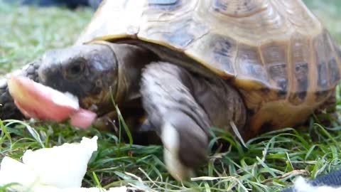 Giant tortoise eat something..🐢🐢🐢