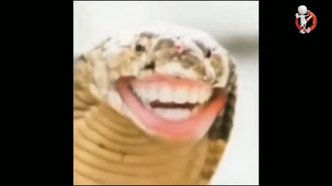 Funny Snake Bite