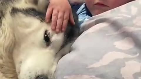 The Full 4 Year Story Of My Husky & Baby Becoming Best Friends!!