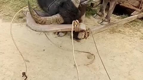 Clever Water Buffalo Saddles Up