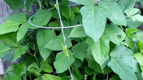 Summer Vegetable Garden Update in July 2024