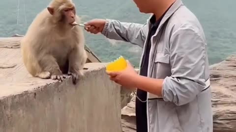 Funny Video| LOL| Entertainment| Monkey | cat|😃 😜😜