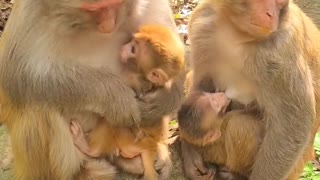 Two mothers with baby monkey