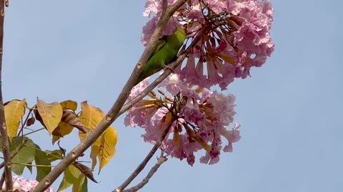 Parakeet Plucks Pink Petals Perched Upon Ipe Tree